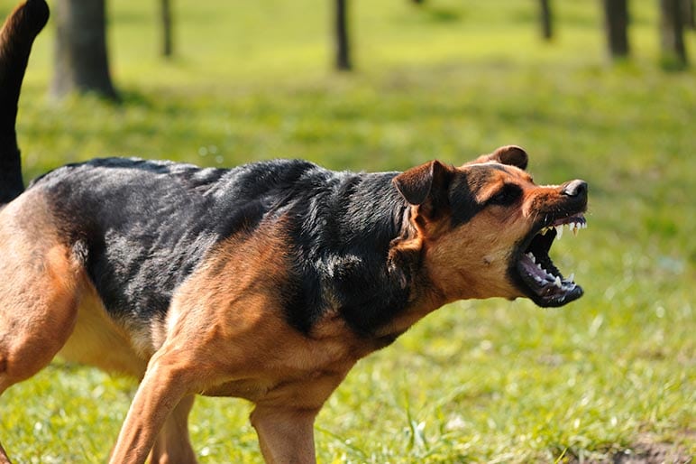 Dog Bite