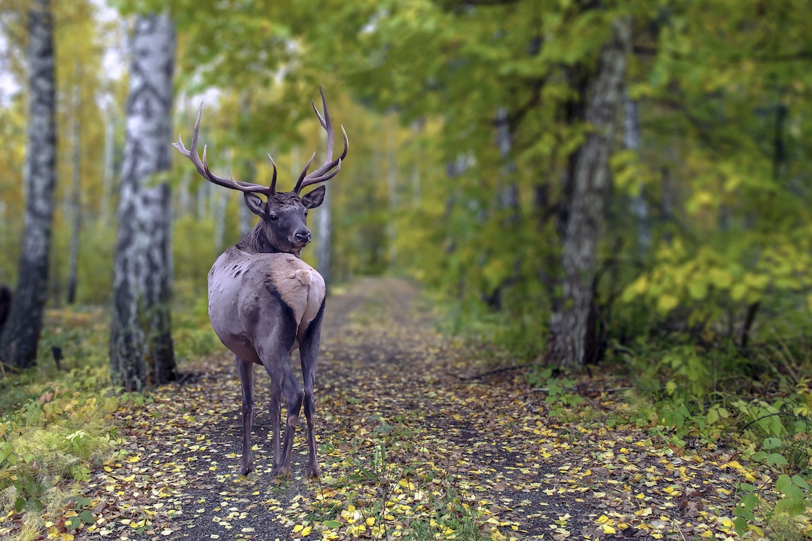 What To Do In A Motorcycle Deer Accident