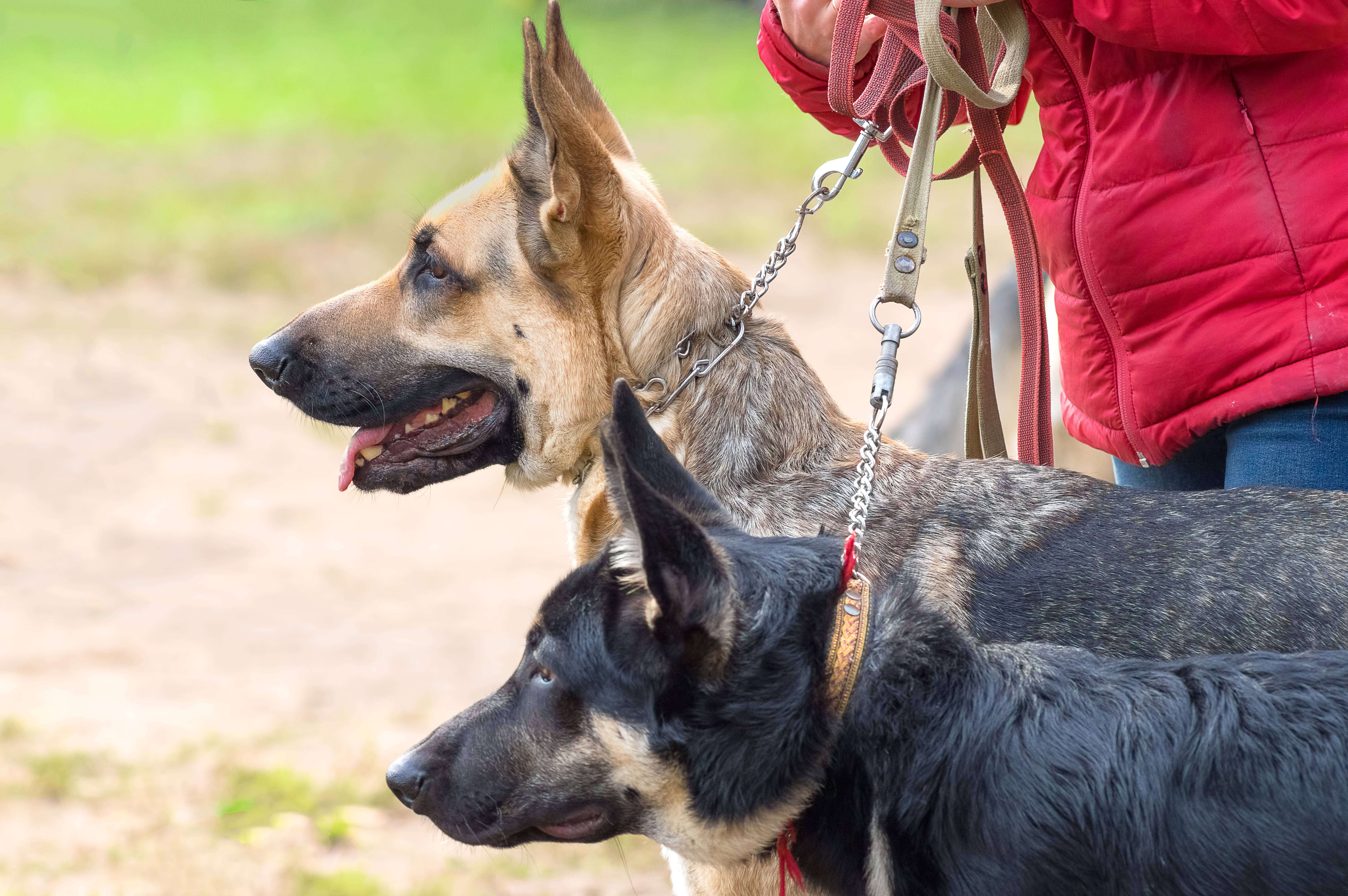 When to Contact a Dog Bite Attorney
