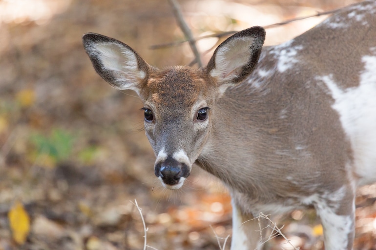 How to Avoid Deer Accidents During Hunting Season | Sam Bernstein