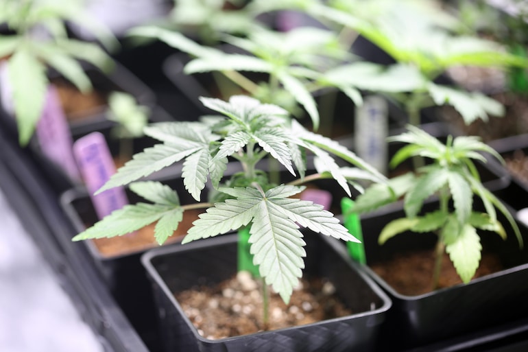 New Michigan Marijuana Law | The Sam Bernstein Law Firm