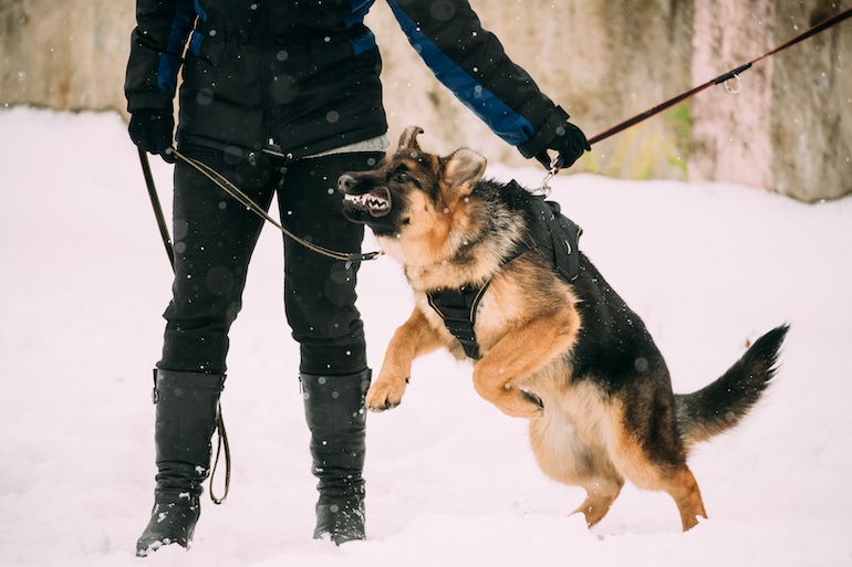 5 Dog Attack Statistics Every Pet Owner Needs to Know | Sam Bernstein Law Firm