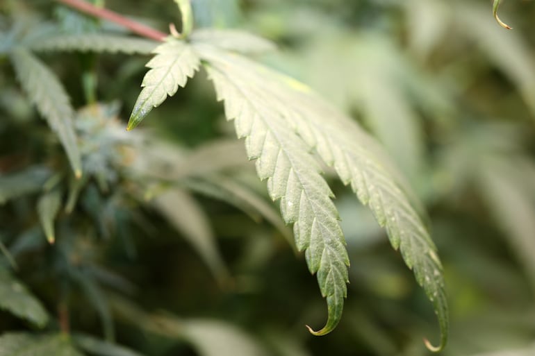 Michigan medical marijuana laws