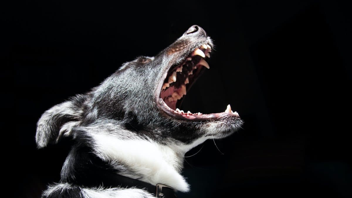Dog attacks and receiving your dog bite settlements