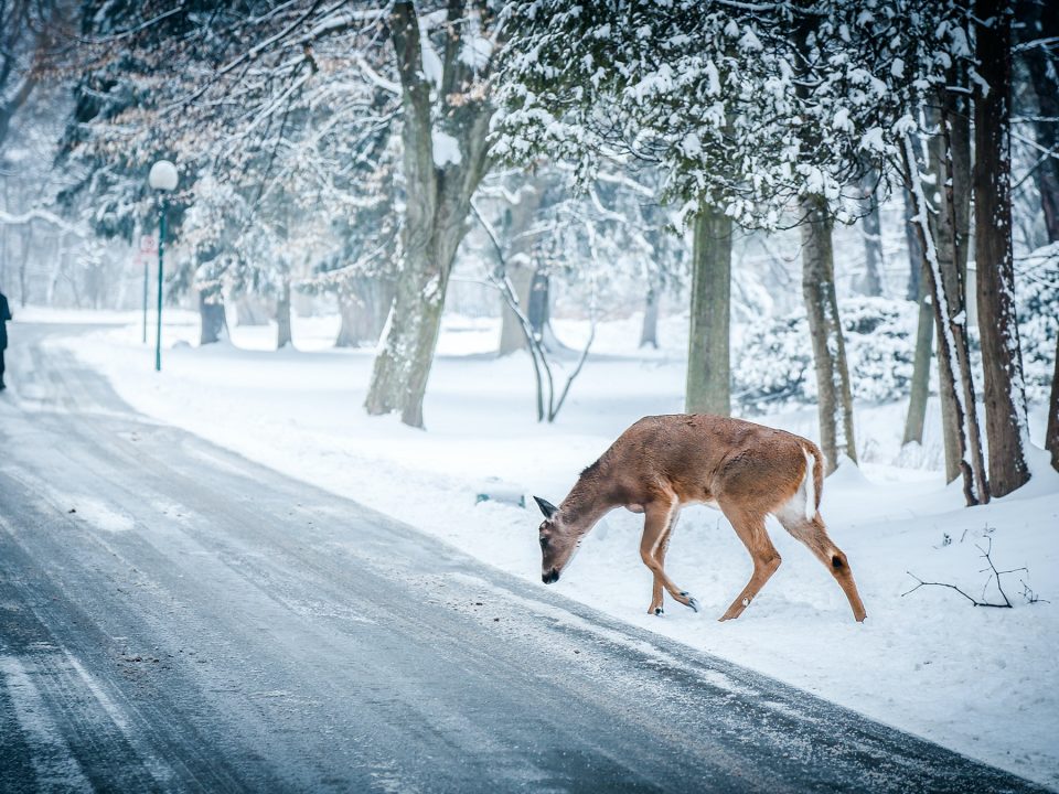 Deer car accidents in Michigan