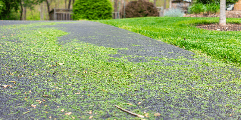 Grass Clippings blown into the road