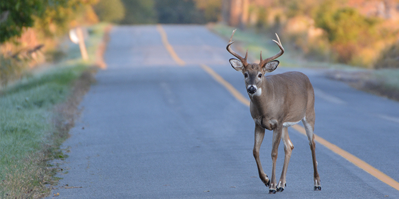 Deer Standing In The Middle OF The Road